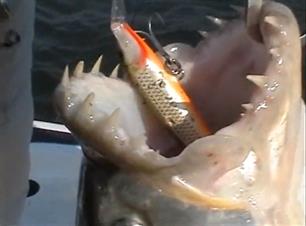 Extreme fishing (VIDEO)