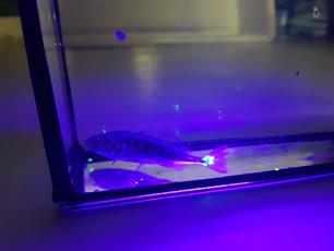 Lichtgevende visjes voor onderzoek