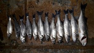 66 ondermaatse vissen aangetroffen