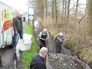 Afvangen vissen uit beekjes rondom 't Harde bij Elburg.