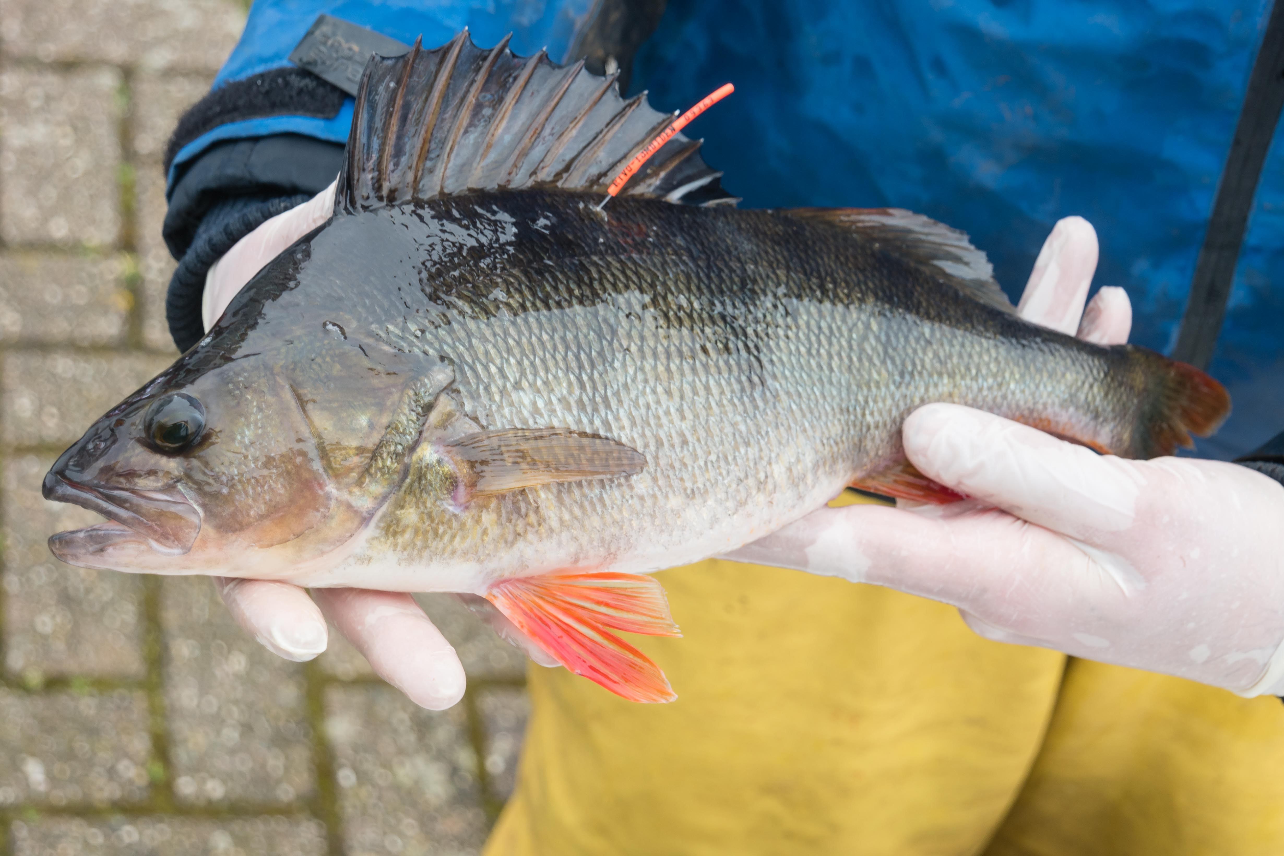 Normalisatie uitlijning Snoep Snoekbaars of baars met oranje tag gevangen?? - Vis en water -  Sportvisserij MidWest Nederland