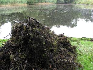 Beroepsvissers en vrijwilligers maaien waterplanten Randmeren