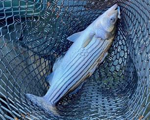 Bijzonder vangst: Stripped Bass in het IJ