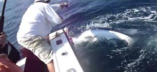 Blauwe haai verrast kapitein (VIDEO)