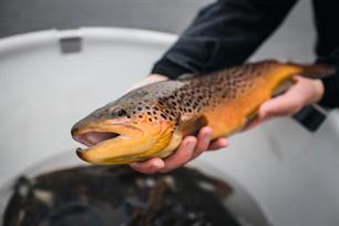 Bruine forellen uitgezet in Geestmerambacht