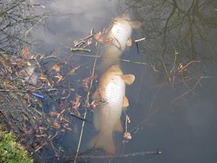 Dode karpers in Alkmaar