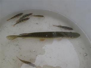 Eerste resultaten visstandbemonstering Recreatieplas Geestmerambacht 2010