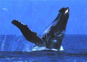 Enorme walvis landt op boot en verwondt drie vissers