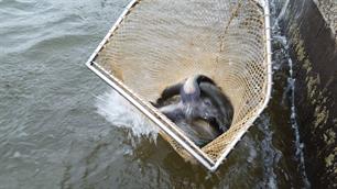 Forel uitgezet in Geestmerambacht