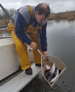 Forel uitgezet in plas Geestmerambacht