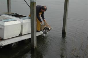 Forellen uitgezet in Geestmerambacht