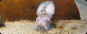Geboortegolf zeekatjes (video)