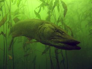 Gesloten tijd voor snoek vanaf 1 maart