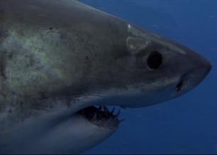 Haaien afgeschilderd als 'BAD GUY'