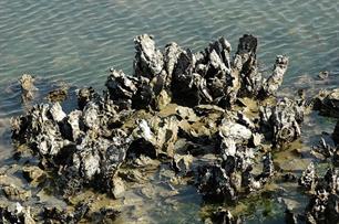 Japanse oester vangt meeuw