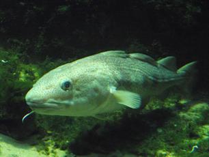 Kabeljauwpopulatie Noordzee slinkt drastisch