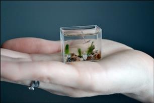 Kleinste aquarium ter wereld (VIDEO)
