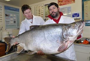 Nieuw wereldrecord forel