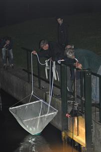 Onderzoek naar de visstand op het Noordzeekanaal