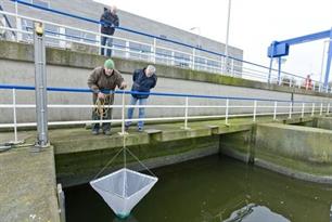 Onderzoekers vissen mis bij gemaal Den Helder (video)
