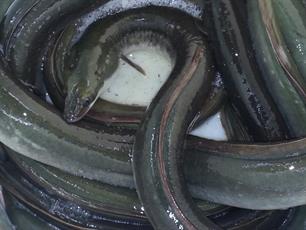 Ontheffing beroepsvisser ingetrokken na palingstroperij