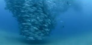 Orkaan van vis (video)