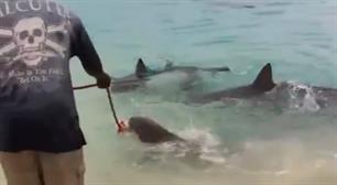 Ouders laten dochter (5) met haaien zwemmen (VIDEO)