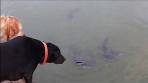 Pups vissen op meervallen (VIDEO)