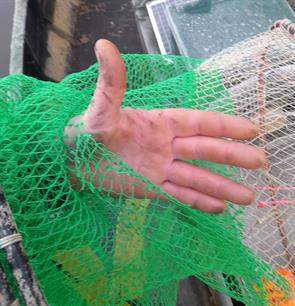  Recordaantal visfuiken vernield in Noord-Holland