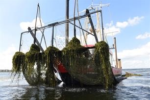 Recreatiesector en provincies manen Minister Schultz van Haegen tot oplossen waterplantenproblematiek