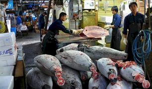 Reusachtige tonijn mogelijk Fukushima-monster