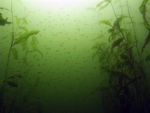 Rijkswaterstaat beantwoordt vragen over waterplanten