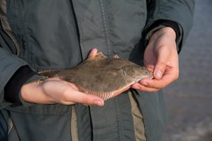 Strandvissen voor de jeugd