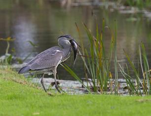 (Te) Gulzige reiger