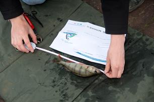 Uitslag wedstrijd streetfishing Amersfoort