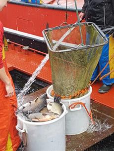 Update over de zegenvisserij op de Randmeren