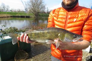 Vissen met zenders Noordzeekanaal terugmelden