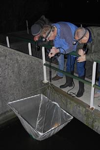 Vrijwilligers mogen bij monitoring vissen met kruisnet