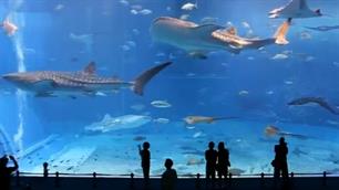 Walvishaaien in een aquarium (VIDEO)