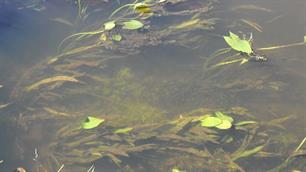 Waterplanten probleem op randmeren