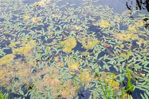 Zelfs reddingsboten lopen vast in waterplanten Randmeren